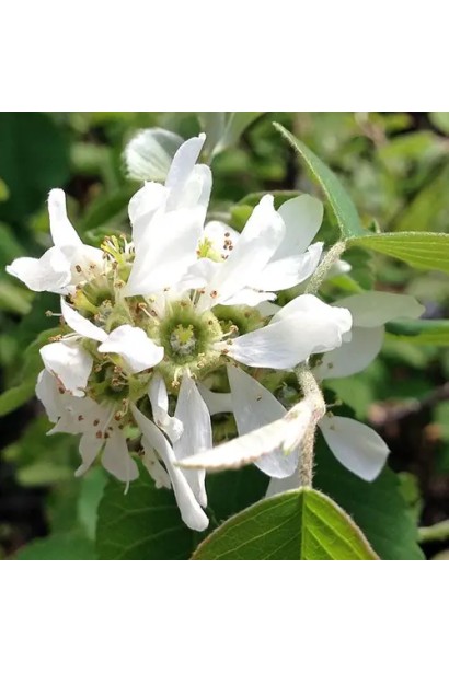 Квіти Ірги ягідної Слейт 